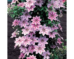 12 x Clematis 'Nelly Moser' Roze|Wit - Bloeiende Klimplant - Bosrank Winterhard - Clematis 'Nelly Moser' in C2(liter) pot met hoogte 50-60cm