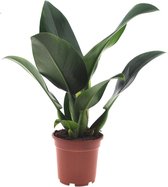 Groene plant – Philodendron (Philodendron Pacova) – Hoogte: 50 cm – van Botanicly