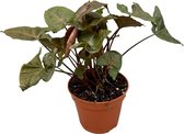 Groene plant – Gatenplant (Syngonium Brocante) – Hoogte: 30 cm – van Botanicly