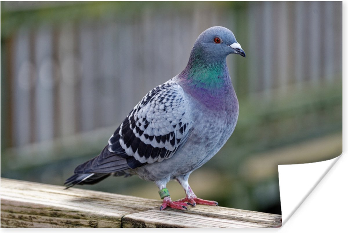 Poster Duif - Vogel - Paars - Veren - 60x40 cm