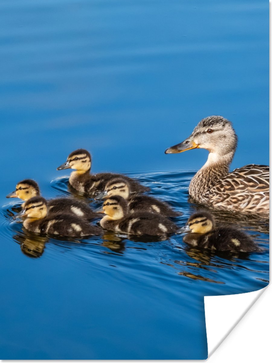 Poster Eend - Water - Vogel - Bruin - 90x120 cm