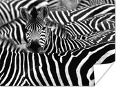 Zebra zwart-wit  Poster 90x60 cm - Foto print op Poster (wanddecoratie)