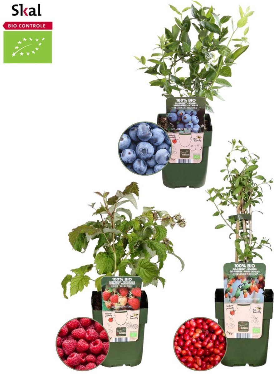Plants by Frank Vruchten feestje BIO Fruitplanten mix set van 3 verschillende soorten 100% Biologisch gekweekt Fruittuin Fruit Planten Tuinplanten