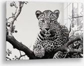 Wallfield™ - Jaguard dans l'arbre | Peinture sur verre | Verre trempé | 40 x 60 cm | Système de suspension magnétique