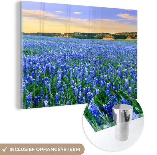 MuchoWow® Peinture sur verre 30x20 cm - Peinture sur verre acrylique - Champ avec fleurs de Texas Bluebonnet au coucher du soleil - Photo sur verre - Peintures