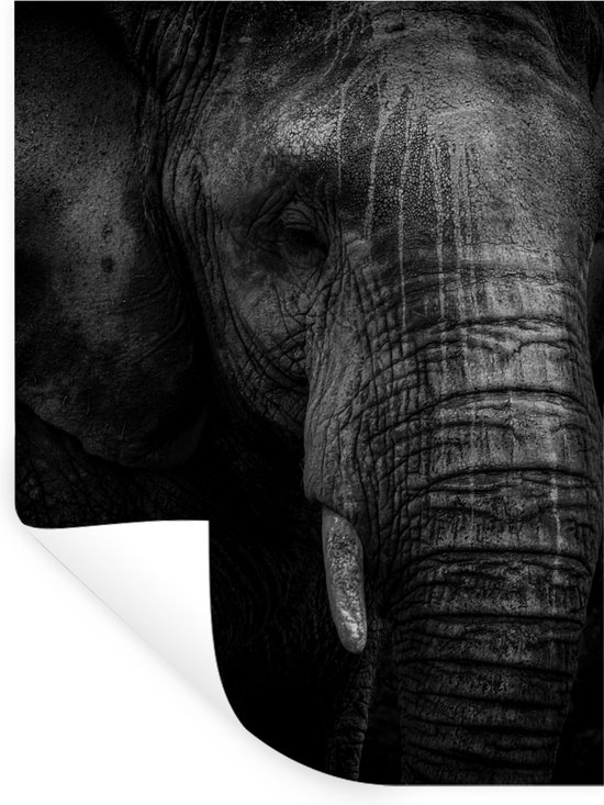 decalmile Dier Trein Muurstickers Dinosaurus Olifant Giraffe