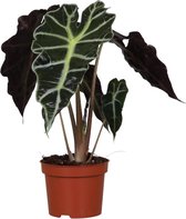 Trendyplants special - Alocasia Amazonica Polly - Kamerplant - Hoogte 20-40 cm - Potmaat Ø12cm