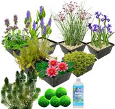 vdvelde.com - Waterplanten Pakket - M - Rood - Voor 500 - 1.500 L - 4 groepen waterplanten - Plaatsing: -1 tot -100 cm