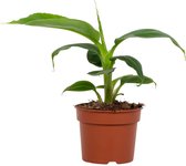 Bananenplant – Bananen plant (Musa Tropicana) – Hoogte: 27 cm – van Botanicly