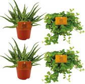 Plantenboetiek.nl | 2x Aloe Spider + 2x Peperomia Rotundifolia - Ø10,5cm - 10cm hoog - Kamerplant - Groenblijvend - Cactus & Vetplanten