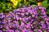 Herfstaster Herbstgruss von Bresserhof – Aster dumosus