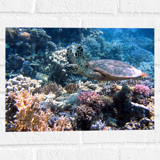 Muursticker - Blije Schildpad Zwemmend tussen Verschillende Kleuren Koraal - 40x30 cm Foto op Muursticker