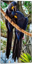 Tuinposter – Blauwe Papegaaien Duo met Lange Staarten op Touw in Binnenverblijf - 50x100 cm Foto op Tuinposter (wanddecoratie voor buiten en binnen)