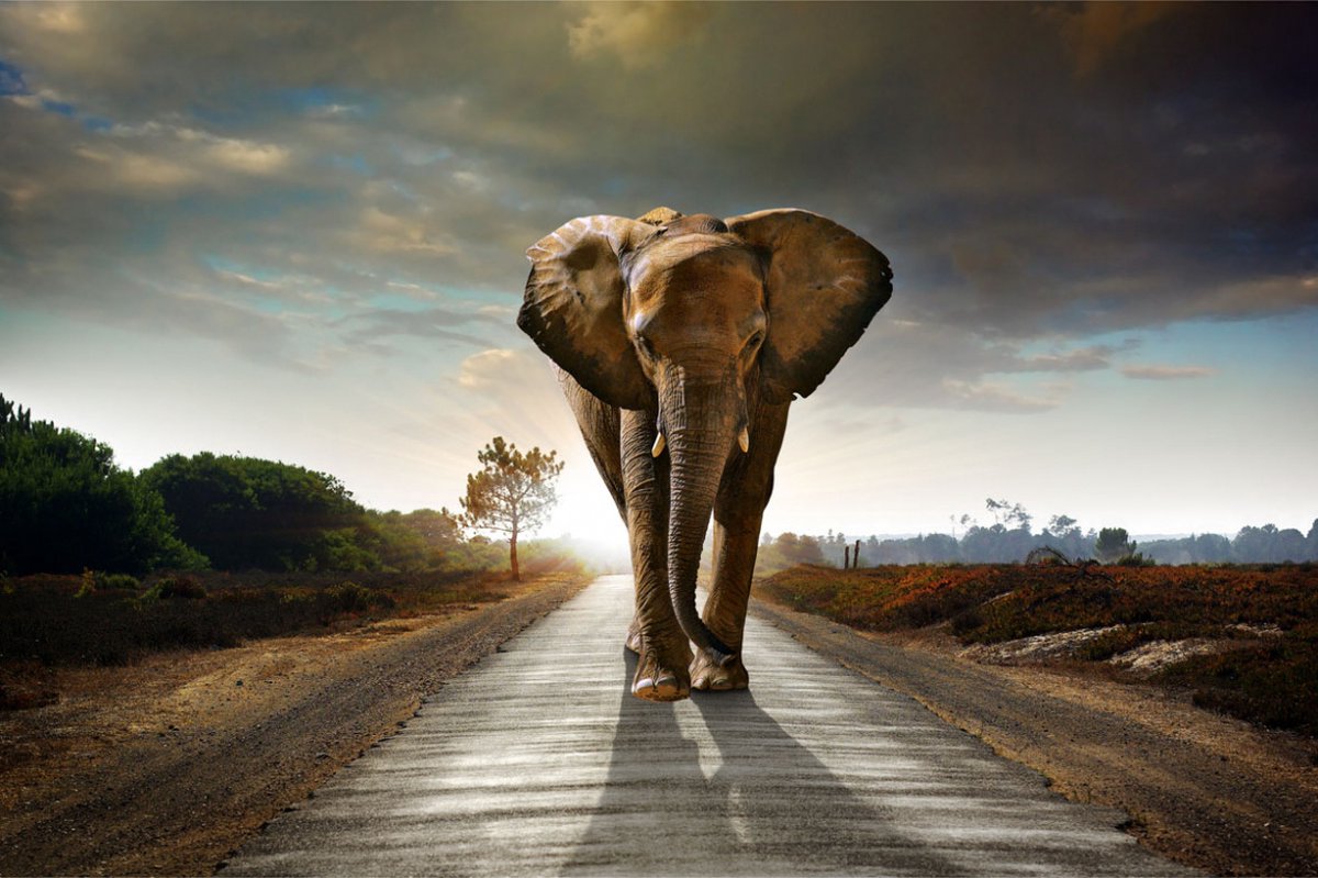 Glasschilderij - 110x160cm - Olifant op de weg