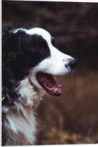 WallClassics - Panneau en mousse PVC – Chien Zwart et Witte avec gueule ouverte – 50 x 75 cm Photo sur panneau en mousse PVC