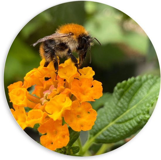 WallClassics - Plaque Mousse PVC Cercle Mural - Abeille sur Fleurs Jaunes - 60x60 cm Photo sur Cercle Mural (avec système d'accrochage)