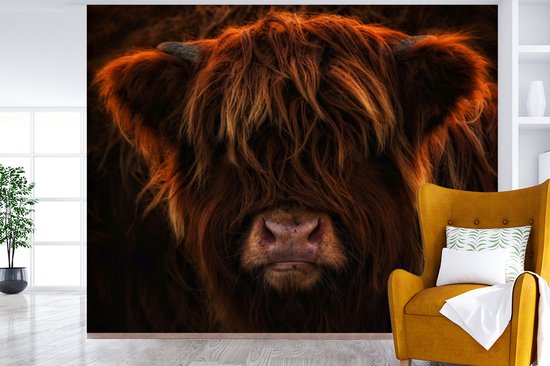 Behang - Fotobehang Schotse hooglander - Licht - Dier - Breedte 375 cm x hoogte 300 cm