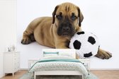 Behang - Fotobehang Een bruine puppy met een voetbal - Breedte 330 cm x hoogte 220 cm