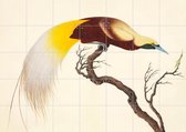 IXXI Lesser Bird of Paradise - Wanddecoratie - Dieren en insecten - 140 x 100 cm