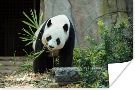 Grote panda Poster 60x40 cm - Foto print op Poster (wanddecoratie woonkamer / slaapkamer) / Wilde dieren Poster