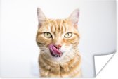 Chat à langue saillante sur fond blanc 180x120 cm XXL / Groot format!