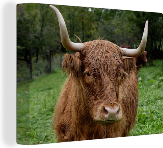 Tableau sur toile Highlander écossais - Animaux - Herbe - 160x120 cm - Décoration murale XXL