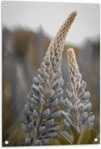 WallClassics - Poster de jardin - Lupine vivace dans les champs - 60 x 80 cm Photo sur poster de jardin (décoration murale pour l'extérieur et l'intérieur)