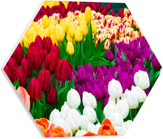 PVC Schuimplaat Hexagon - Tulpenveld met Verschillende Felle Kleuren Tulpen - 40x34.8 cm Foto op Hexagon (Met Ophangsysteem)