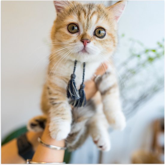 Poster Glanzend – Kitten met Flosjes in Mensenhanden - 50x50 cm Foto op Posterpapier met Glanzende Afwerking