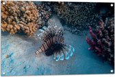 Tuinposter – Koraalduivel Vis zwemmend op Zeebodem langs Koraal - 90x60 cm Foto op Tuinposter (wanddecoratie voor buiten en binnen)