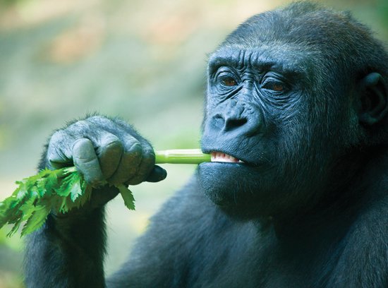 Inductieplaat Beschermer - Jonge Gorilla van Dichtbij - 70x52 cm - 2 mm Dik - Inductie Beschermer van Vinyl