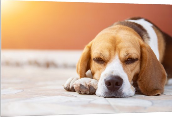 PVC Schuimplaat- Rustende Beagle Puppy in Oranje Licht - 120x80 cm Foto op PVC Schuimplaat