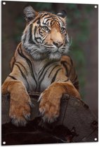 Tuinposter – Relaxte Sumatraanse Tijger - 80x120 cm Foto op Tuinposter (wanddecoratie voor buiten en binnen)