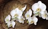 Fotobehang - Vlies Behang - Orchideeën op een Houten Boomstam - Bloemen - 312 x 219 cm