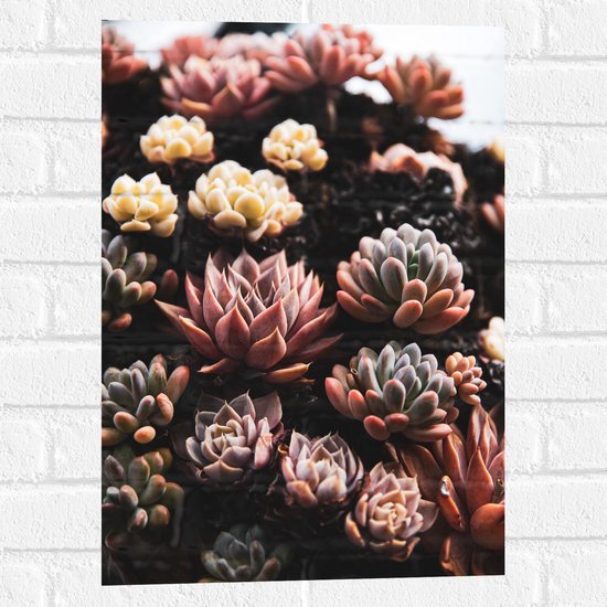 WallClassics - Muursticker - Groepje Vetplanten in Verschillende Kleuren - 40x60 cm Foto op Muursticker