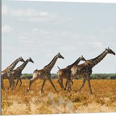 Dibond - Kudde Rennende Giraffen door Afrikaans Landschap - 80x80 cm Foto op Aluminium (Wanddecoratie van metaal)