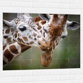 Muursticker - Liefdevol Giraffe Duo - 100x75 cm Foto op Muursticker