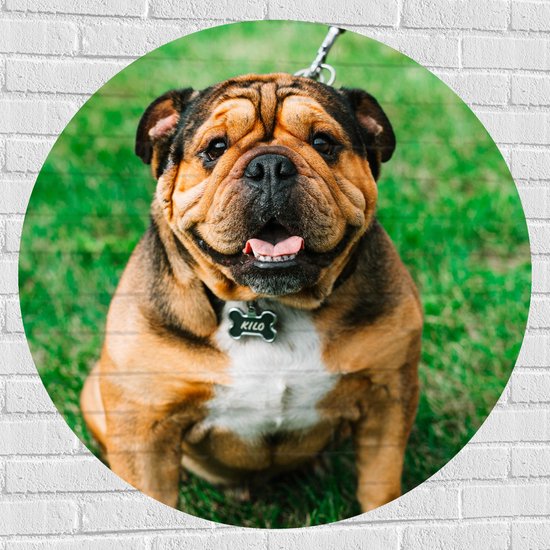 WallClassics - Muursticker Cirkel - Portret van Bruine Engelse Bulldog - 100x100 cm Foto op Muursticker
