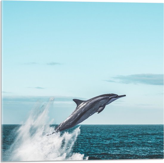 WallClassics - Acrylglas - Omhoogspringende Dolfijn in de Zee - 50x50 cm Foto op Acrylglas (Met Ophangsysteem)