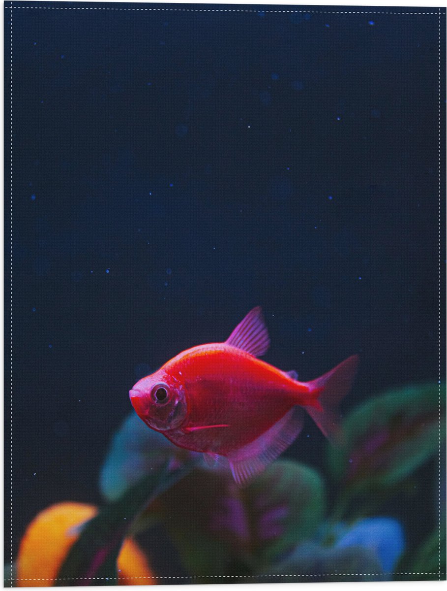 Vlag - Rode Vis in Aquarium - 30x40 cm Foto op Polyester Vlag