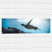 WallClassics - Muursticker - Tropische Zeeschildpad onder het Wateroppervlak - 60x20 cm Foto op Muursticker