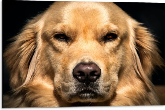 WallClassics - Dibond - Portret van Booskijkende Golden Retriever Hond - 75x50 cm Foto op Aluminium (Wanddecoratie van metaal)