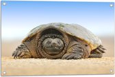 WallClassics - Tuinposter – Schildpad op het Zand - 75x50 cm Foto op Tuinposter (wanddecoratie voor buiten en binnen)