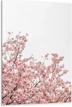 Dibond - Roze Sakura - 80x120 cm Foto op Aluminium (Met Ophangsysteem)