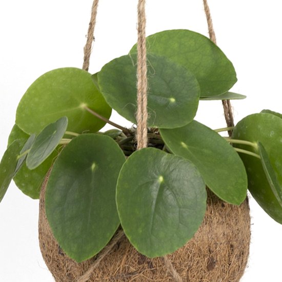 wie lange olivenbaum dngen Olivenbaum Dnger von Flora Boost