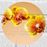 Muursticker Cirkel - Oranjekleurige Orchidee op Oranje Achtergrond - 20x20 cm Foto op Muursticker