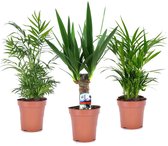 Plant in a Box - Mini Palmen Mix - Set van 3 stuks - Kamerplanten - Pot 12cm - Hoogte 30-40cm