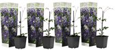 Plant in a Box - Clematis Taiga - Set van 4 - Winterharde klimplanten - Pot 9cm - Hoogte 25-40cm