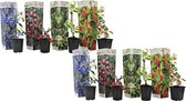Plant in a Box - Mix van 8 Fruitplanten - Goji,blauwbes,cranberry,kiwi - Super gezonde Smoothiemix - Pot 9cm - Hoogte 25-40cm