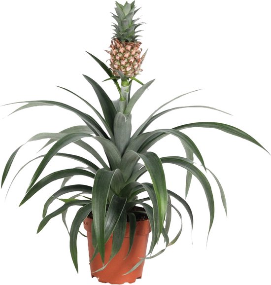 PLANT IN A BOX - Plante d'ananas Mi Amigo- plante d'intérieur - pot ⌀12 cm - Hauteur ↕ 35-45 cm